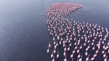 Sakin bir gölde, büyük bir flamingo sürüsü toplanır, parlak pembe tüyleri batan güneşin sıcak renklerini yansıtır, doğanın çarpıcı bir tablosunu ve ahengi oluşturur..