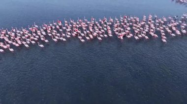 Renkli flamingolar uyum içinde bir araya gelirler. Uzun bacakları güneş batarken sakin sularda hareket eder, gökyüzünü ılık renklerle boyarlar ve canlı tüylerini aydınlatırlar..