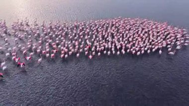 Flamingolar, güneş batarken sakin sularda büyük kümeler halinde bir araya gelirler. Zarif şekillerine ve canlı pembe tüylerine sıcak bir ışık tutarlar..