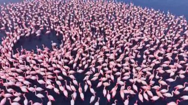 Büyük bir flamingo sürüsü alacakaranlıkta şaşırtıcı bir uyum içinde toplanıyor, sakin sularda yürürken manzarayı parlak pembe renklerle boyuyor, büyüleyici bir doğa manzarası yaratıyor..