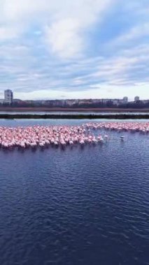 Büyük flamingo gruplarının şehrin yakınındaki sulak bir alanda yürüdükleri görülüyor. Kuşlar gün boyunca birbirleriyle etkileşime girerken su gökyüzünü yansıtır..