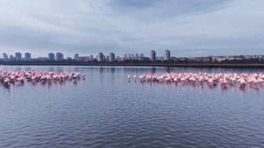 Parlak pembe flamingolar, bulutlu bir gökyüzünün altında hareketli bir şehrin ufuk çizgisi doğayla şehir yaşamı arasında çarpıcı bir kontrastı gözler önüne sererken huzurlu sularda yan yana duruyorlar..