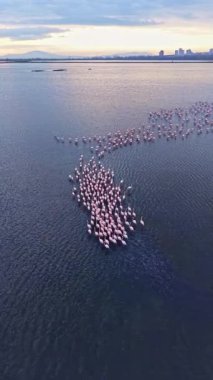 Büyük flamingo grupları gece boyunca yüzer ve sığ sularda dururlar. Güneş batıyor, kuşlar ve su yüzeyine ışık saçıyor..