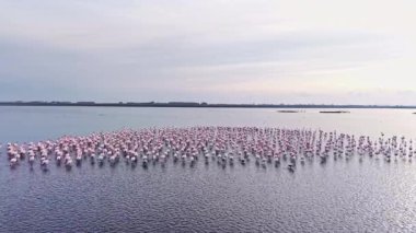 Pembe flamingolar çok sayıda bir araya gelirler. Huzurlu alacakaranlık saatinde sığ sularda zarif bir şekilde birlikte hareket ederler. Doğanın güzelliğini ve ahengini gösterirler..