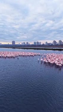 Birçok flamingo arka planda yüksek binalardan oluşan bir siluet ile sığ sularda duruyor. Gün batımında bulutlar gökyüzünü dolduruyor..