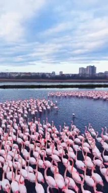 Flamingolar, arka planda binalar yükselirken su kenarında büyük bir grup halinde bir arada duruyorlar. Sahne, mavi gökyüzüne karşı birçok pembe kuşu gösteriyor..