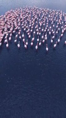 Flamingolar kıyıya yakın sığ sularda toplanır, aktif olarak suda yiyecek ararken sabah güneşinin tadını çıkarırlar ve yüzeye yansıtırlar..