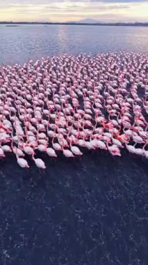 Birçok flamingo, güneş arka planda batarken suyun yüzeyinde yan yana durur ve mavi gökyüzüne karşı canlı pembe kuşlar sahnesi yaratır..