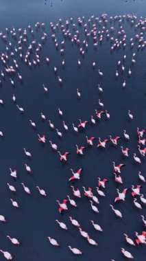 Yüzen ve bir su kütlesinin içinde duran çok sayıda flamingo görülüyor. Kuşlar pembe renkleriyle canlı bir ekran oluşturuyorlar ve suda hareket etmekle meşguller..