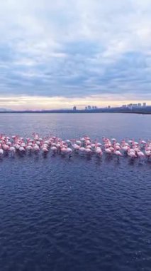 Bir grup flamingo gün batımında sığ sularda duruyor. Arkaplanda karanlık gökyüzüne ve şehrin siluetine karşı renkli bir manzara yaratıyorlar..