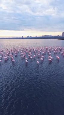 Sahne, günbatımında sığ sularda duran çok sayıda flamingoyu yakalıyor. Arka planda görünen bir şehir silueti, doğayla zıtlık yaratıyor..