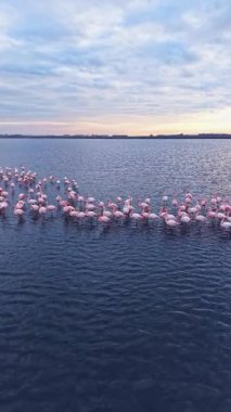 Bir grup flamingo gün batımında büyük bir su kütlesinin içinde bir arada durur. Kuşlar kavisli bir çizgide sıralanır ve gökyüzü gün sona ererken yumuşak bir ışık gösterir..