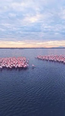 Birçok flamingo akşam saatlerinde sığ sularda durur. Güneş ufukta batarken gökyüzü yumuşak renkler gösterir. Flamingolar sahneyi gruplar halinde dolduruyor..
