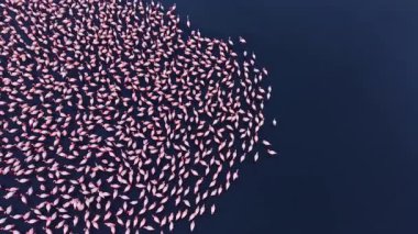 Büyük bir flamingo sürüsü su yüzeyini doldurur, pembe tüyleri koyu mavi arkaplanla çok güzel zıtlaşır. Doğanın sanatını gözler önüne sererek zarif bir dans ederler..