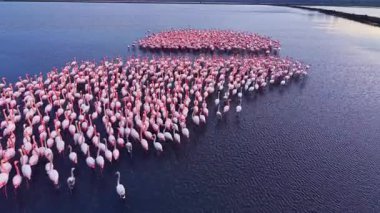 Yüzlerce zarif flamingo gün batımında sakin bir gölde zarif bir şekilde yürür. Pembe tüyleri solan ışıkta parıldar ve suyu canlı renklerle boyarlar..