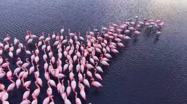 Pembe flamingolardan oluşan çarpıcı bir topluluk, güneş doğarken sakin sularda zarif bir şekilde ilerler tüylerine hafif bir ışık tutar ve sakin bir atmosfer yaratır..