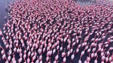 Etkileyici bir flamingo topluluğu, sakin suları, alacakaranlıkta bir araya getirerek, doğanın güzelliğini gözler önüne seren, dingin bir zemin karşısında çarpıcı bir pembe ve beyaz manzarası yaratıyor..