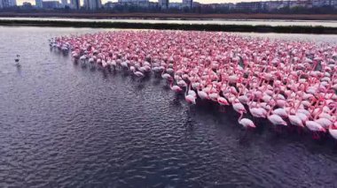 Pembe flamingo sürüsü zarif bir şekilde parıldayan sularda duruyor. Güneş şehrin ufuk çizgisinde doğanın ve kentsel yaşamın güzel bir kontrastını yaratıyor..