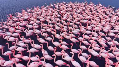 Yüzlerce flamingonun sakin sularda toplanmasıyla çarpıcı bir gösteri başlıyor. Akşam ışığı canlı pembe tüylerini ön plana çıkarıyor, vahşi doğada büyüleyici bir an yaratıyor..