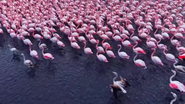 Flamingolar sakin suları canlı renklerle doldurup gün batımında güzelliklerini sergiliyorlar. Zarif hareketleri vahşi doğada büyüleyici bir ahenk ve renk manzarası yaratır..