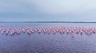 Gün ışığı kaybolurken yüzlerce zarif flamingo sakin sularda bir arada duruyor. Huzurlu bir gölde doğanın güzelliği ve uyumu göz kamaştırıcı bir manzara yaratıyor..
