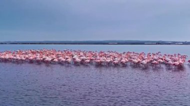 Şık bir flamingo sürüsü, alacakaranlıkta sakin sularda bir arada duruyor. Canlı renkleri, sakin bir manzarayla çevrili sakin bir yüzeye hafifçe yansıyor..