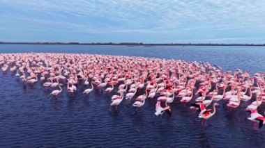 Büyük bir flamingo grubu sığ sularda zarif bir şekilde duruyor. Canlı renkleri, yumuşak sabah ışığı altında parlıyor. Huzurlu atmosfer doğanın uyumunu gösteriyor..