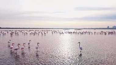 Flamingolar şafak vakti sakin sularda zarifçe yürürler, parlak pembe tüyleri yumuşak ışıkta parıldar. Sakin bir sulak arazi doğanın güzelliğini yansıtır..