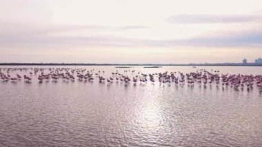 Sakin bir yerde, sayısız flamingo gün batımının yumuşak tonlarını yansıtan sığ sularda zarifçe duruyor. Sahne huzur ve merak uyandırıyor..