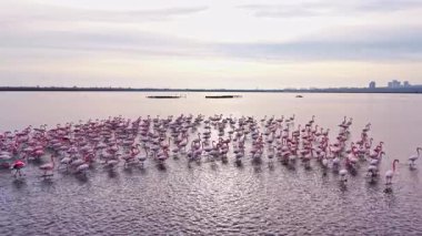 Gün batımında bir lagünün durgun sularında toplanan büyük bir flamingo sürüsünün parlak pembe tüyleri akşam gökyüzünün altın renklerini yansıtarak barışçıl bir atmosfer yaratıyor..