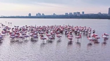 Zarif flamingolar sığ sularda durur, pembe tüyleri ilk ışıkta hafifçe parlar. Şehrin ufuk çizgisi ufku şekillendirir, sakin bir şehir arkaplanı yaratır..