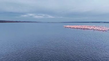 Zarif bir flamingo sürüsü durgun bir gölde bir arada duruyor, pembe tüyleri yumuşak, bulutlu bir gökyüzünün altında mavi suyla çok güzel zıt düşüyor..
