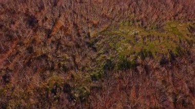 Çıplak ağaçlar ve yeşil toprak parçalarıyla bir orman manzarası. Sahne mevsimlerin değişimini orman zemininde düşen yapraklarla yakalıyor..
