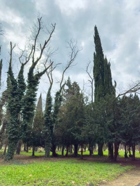 Dalları bükülmüş ağaçlar bir parkta bulutlu bir gökyüzüne karşı yükseliyor. Yeşil çimenler zemini kaplıyor. Sahne ağaçlık bir alanda uzun ve kısa ağaçların karışımını gösteriyor..