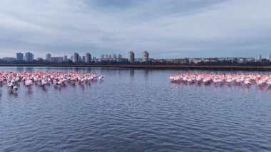 Flamingolar alacakaranlıkta sakin sularda zarif bir şekilde yürürler. Canlı tüyleri, arka planda yükselen şehir binaları gibi yumuşak ışığı yansıtır ve insan yaşamının ortasında doğanın güzelliğini gösterir..