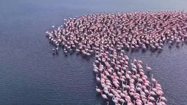 Büyük bir zarif flamingo sürüsü gün doğumunda parıldayan sularda yürür, serin zemine karşı çarpıcı bir pembe ve beyaz mozaik yaratır..