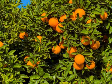 Sıcak bir yaz gününde açık mavi bir gökyüzünün altında parlak portakallarla dolu bir ağaç duruyor. Güneş ışığı olgun meyvelerin üzerinde parlıyor..