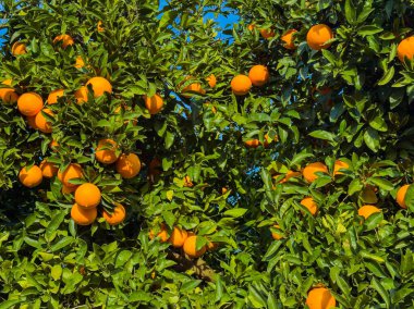 Olgun portakallarla dolu bir ağaç açık mavi bir gökyüzünün altında duruyor. Parlak portakallar yaz sonu bir bahçe ortamında yeşil yapraklardan sarkıyor..