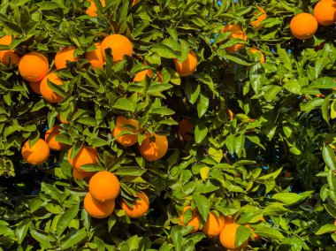 Portakallar yeşil bir ağaçta parlak bir gökyüzünün altında kalın yapraklarla kümeler halinde yetişir. Meyve olgunlaştı ve hasat için hazır..