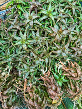 Farklı sulu bitkiler bir bahçede bir araya toplanır. Bitkiler yeşil ve kahverengi yapraklar gösteriyor. Bu da sağlık ve büyüme aşamalarını gösteriyor..