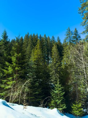 Tall evergreen trees rise towards a clear blue sky while snow covers the ground in a winter forest setting during the day. Sunlight shines on the landscape.