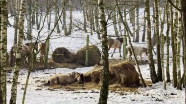 Ren geyikleri saman yığınlarıyla beslenirken bazıları karlı bir alanda yerde yatıyor. Otlayan hayvanları çevreleyen ağaçlar kışın doğal bir yaşam alanı oluşturur..