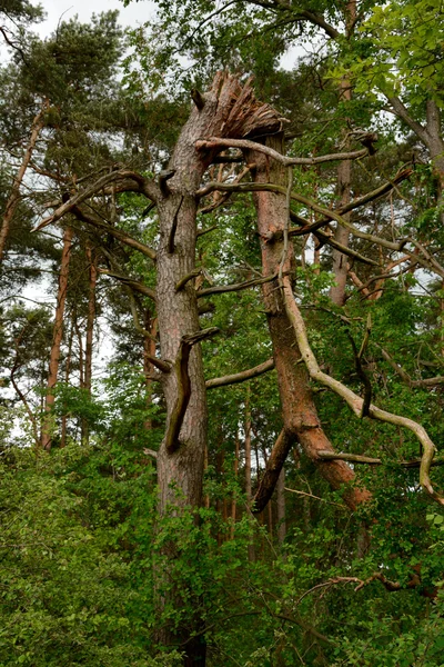 Tree broken in half height — Stock Photo, Image