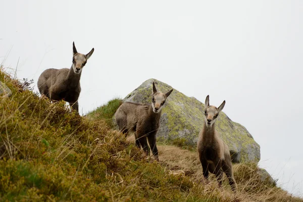 Tatra 산에 안개에 세 젊은 사슴 — 스톡 사진