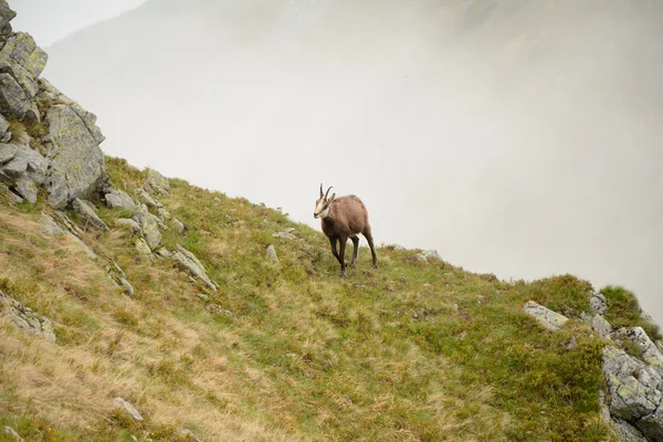 Chamois em nevoeiro nas montanhas Tatra — Fotografia de Stock
