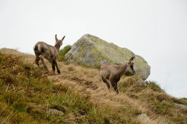 Dois jovens camurça em nevoeiro nas montanhas Tatra — Fotografia de Stock