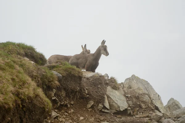 Dois jovens camurça em nevoeiro nas montanhas Tatra — Fotografia de Stock