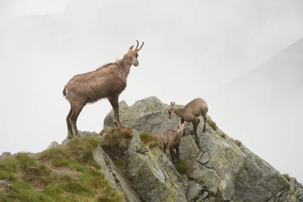 Trois chamois dans le brouillard dans les montagnes Tatra — Photo