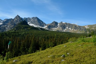 Çayır, tepeler ve ağaçlar Gasienicowa Vadisi