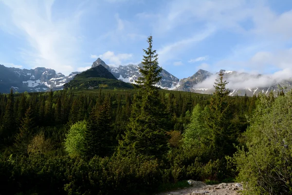 Bäume und Gipfel im Gasienicowa-Tal — Stockfoto